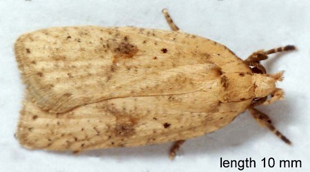 Agonopterix assimilella