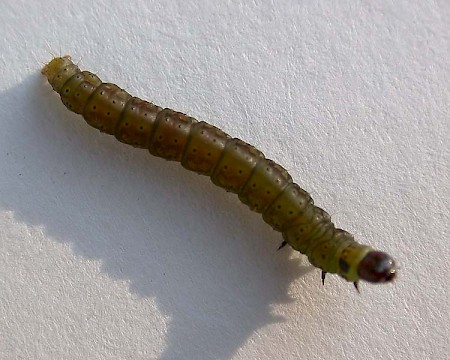 Agonopterix assimilella