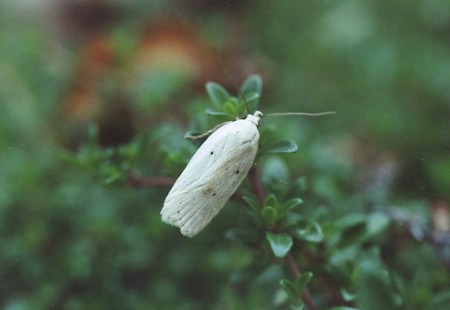 Agonopterix kaekeritziana