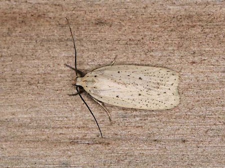 Agonopterix bipunctosa