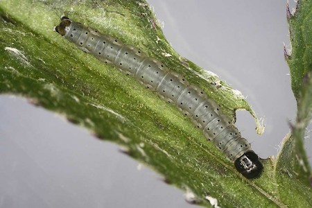 Agonopterix pallorella