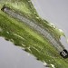 Larva, penultimate instar • Compton Down, Isle of Wight • © Bob Heckford