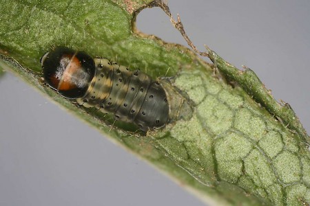 Agonopterix pallorella