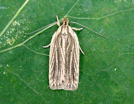 Agonopterix umbellana