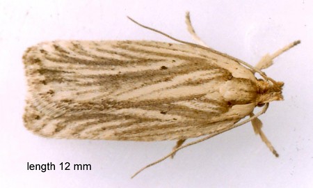 Agonopterix umbellana