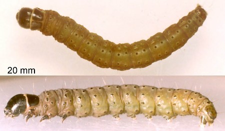 Agonopterix umbellana