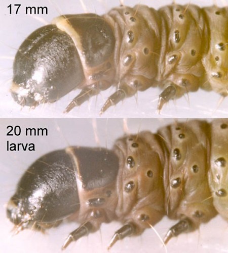 Agonopterix umbellana