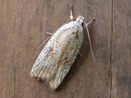 Agonopterix nervosa