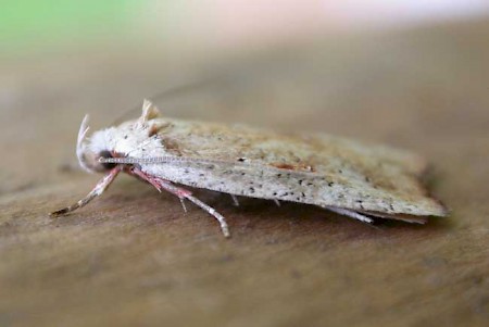 Agonopterix nervosa