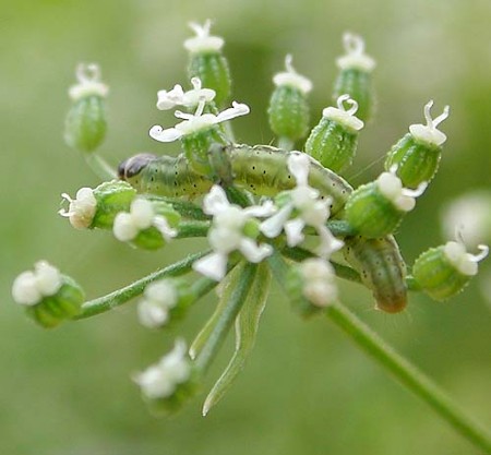 Agonopterix alstromeriana