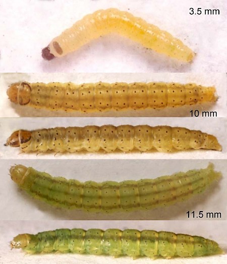 Agonopterix alstromeriana