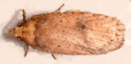 Agonopterix angelicella