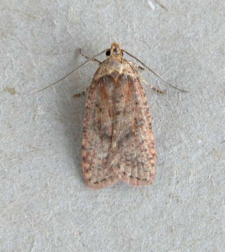 Agonopterix astrantiae