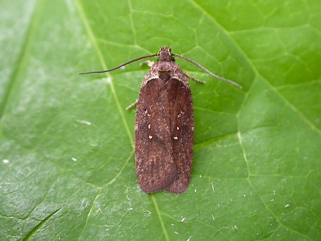 Agonopterix cnicella