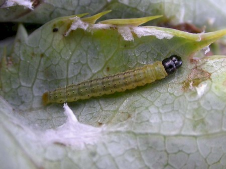 Agonopterix cnicella