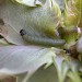 Larva • Sandwich, Kent. On sea-holly • © Francis Solly