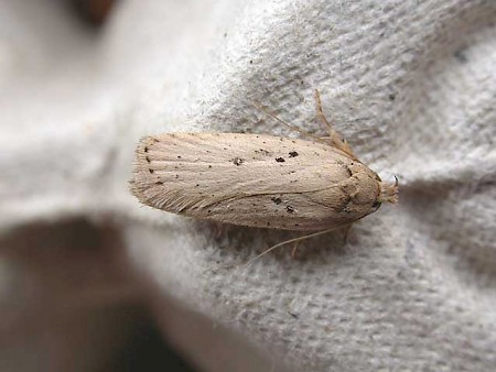 Agonopterix yeatiana