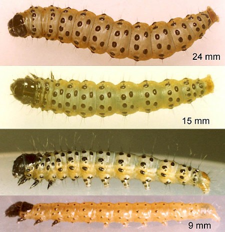 Parsnip Moth Depressaria radiella