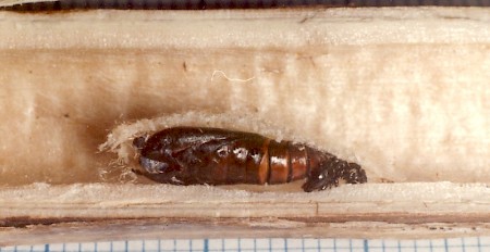 Parsnip Moth Depressaria radiella