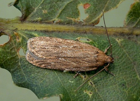 Depressaria daucella