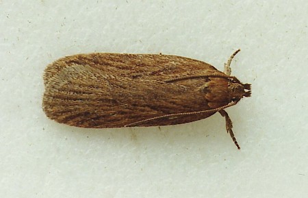 Depressaria daucella