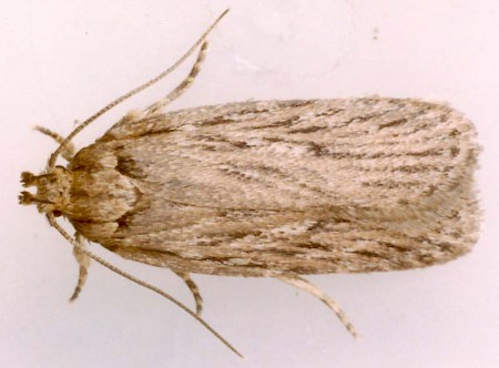 Depressaria ultimella