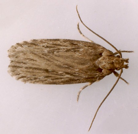 Depressaria ultimella