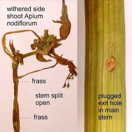 Depressaria ultimella