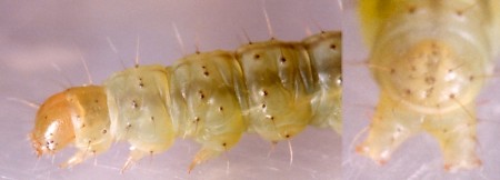 Depressaria pulcherrimella