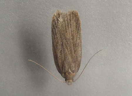 Depressaria sordidatella