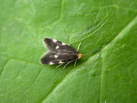 Telechrysis tripuncta