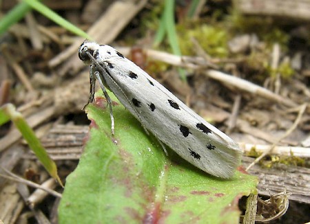 Ethmia dodecea