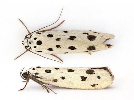 Ethmia dodecea