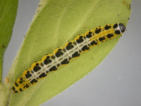 Ethmia dodecea