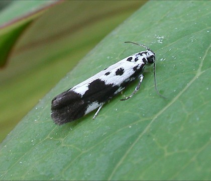 Adult &bull; Ripon, N.Yorks &bull; &copy; Charles Fletcher