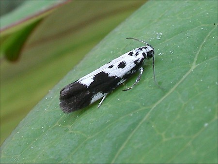 Ethmia quadrillella