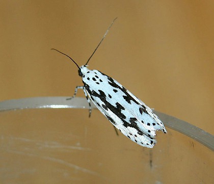 Adult &bull; Digne les Bains, Alpes-de-Haute-Provence, France &bull; &copy; Leo Samson