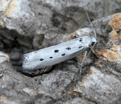 Adult &bull; Aylesham, East Kent &bull; &copy; Dave Shenton