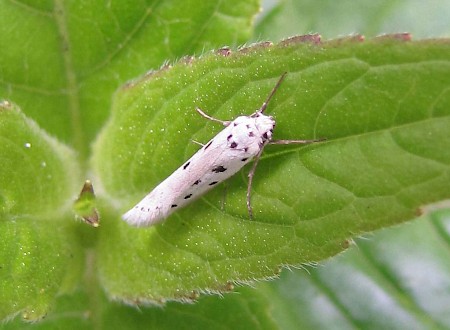 Ethmia terminella