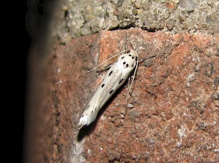 Ethmia terminella