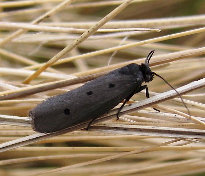 Adult &bull; East Ross, Scotland &bull; &copy; Nigel Richards