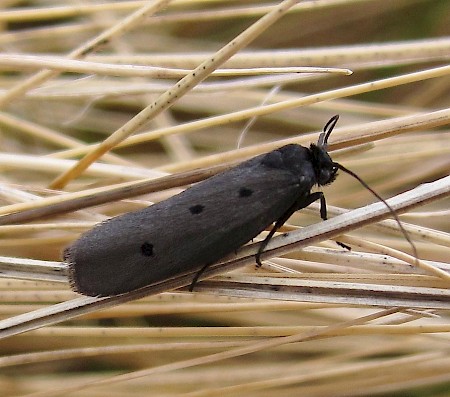 Ethmia pyrausta