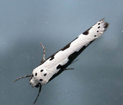 Adult &bull; Rye Harbour NR, E. Sussex &bull; &copy; Rye Harbour Nature Reserve