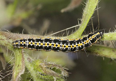 Ethmia bipunctella