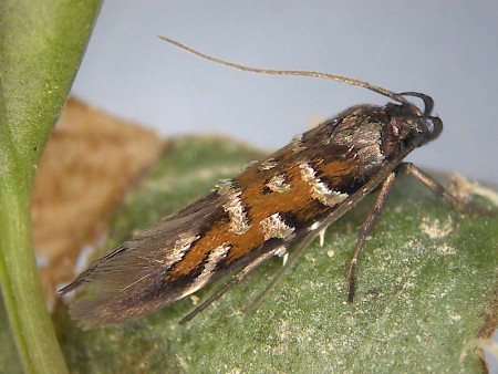 Pancalia schwarzella