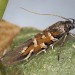 Adult • Coll, Hebrides. Reared from larvae on Viola canina. • © Bob Heckford