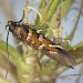 Adult • Coll, Hebrides. Reared from larvae on Viola canina. • © Bob Heckford