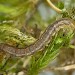 Larva • Braunton Burrows, Devon. On Viola canina • © Bob Heckford