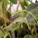 Larva in spun tube • Braunton Burrows, Devon. On Viola canina • © Bob Heckford