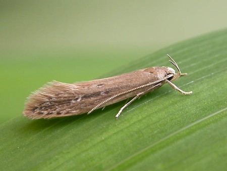 Limnaecia phragmitella